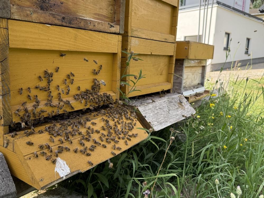 Bienen im Kurpark Schonach