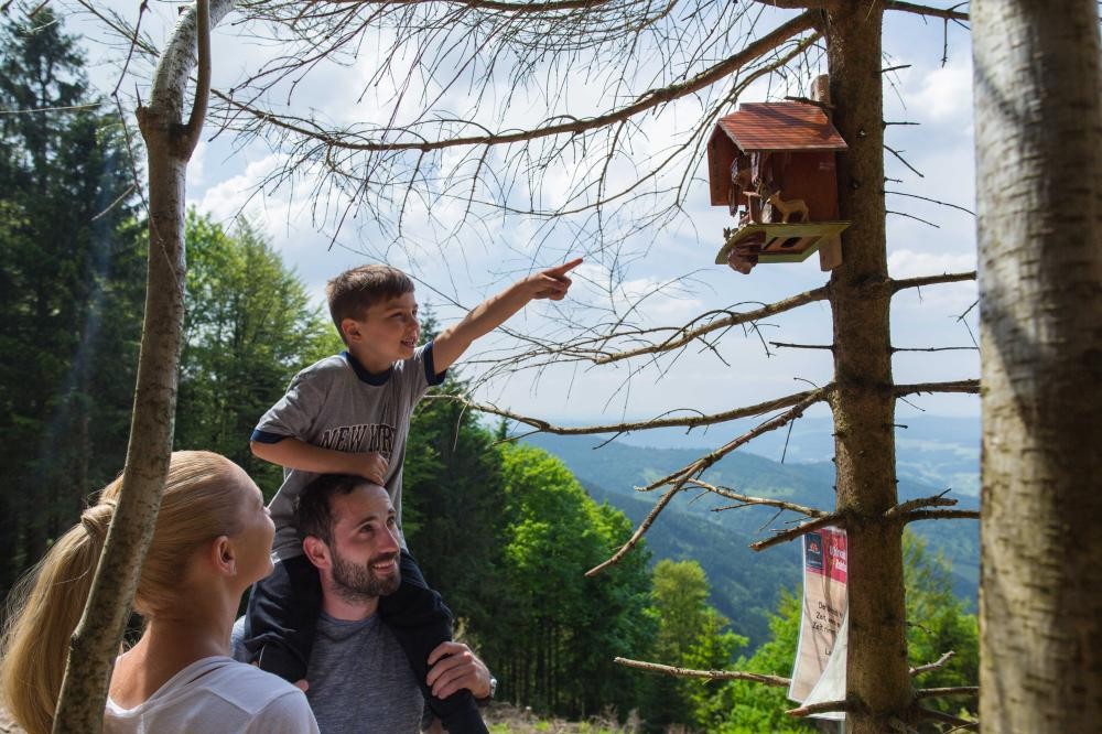 Uhrwaldpfad Rohrhardsberg Uhrwaldpfad Rohrhardsberg