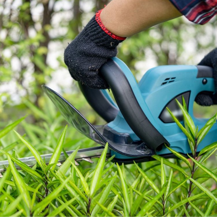 Hecke wird zurück geschnitten